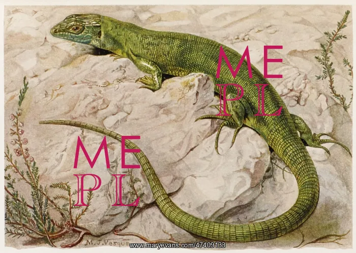 : EUROPEAN GREEN LIZARD : EUROPEAN GREEN LIZARD
