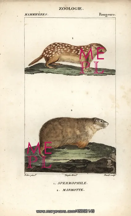 : European ground squirrel, Spermophilus citellus : European ground squirrel, Spermophilus citellus