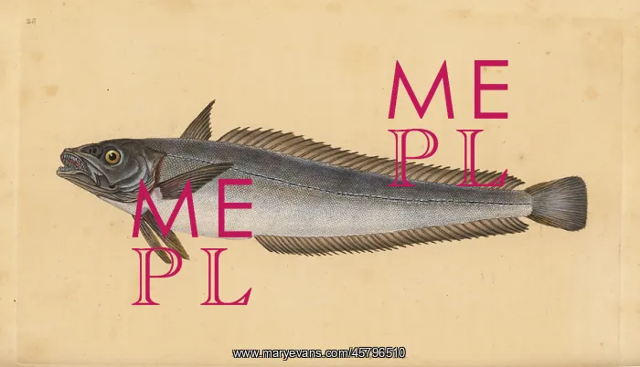 : European hake, Merluccius merluccius : European hake, Merluccius merluccius