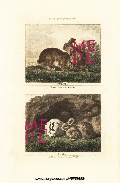 : European hare and European rabbit : European hare and European rabbit