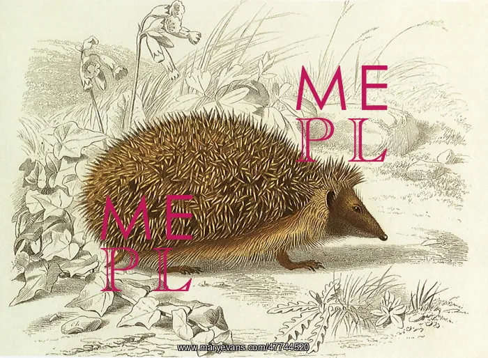 : European Hedgehog