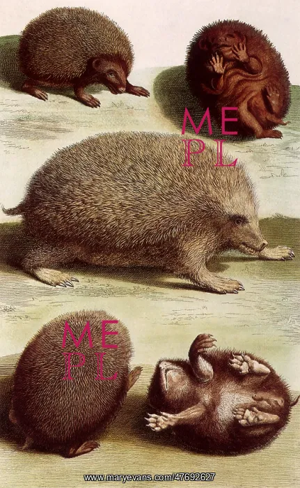  : European Hedgehogs