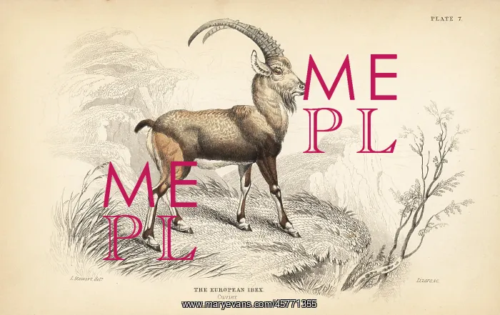 : European ibex, Capra ibex : European ibex, Capra ibex