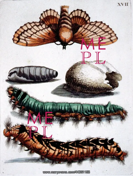 : European Insects, caterpillars, moth, larvae : European Insects, caterpillars, moth, larvae