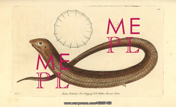 : European legless lizard, Pseudopus apodus : European legless lizard, Pseudopus apodus