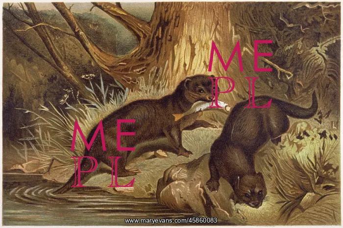 : EUROPEAN OTTER C1840