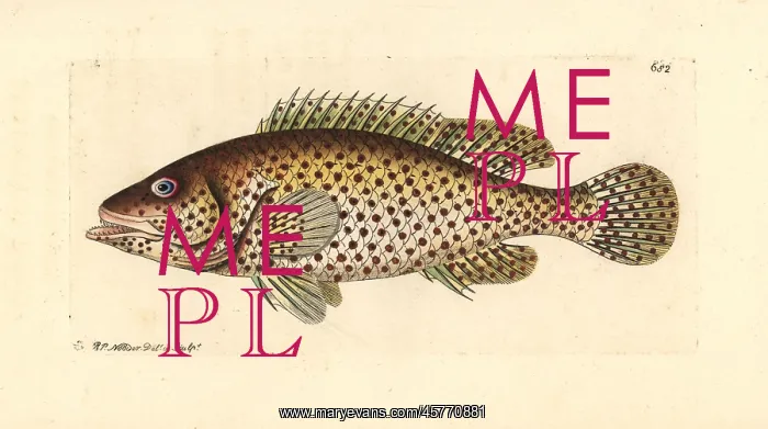 : European perch, Perca fluviatilis : European perch, Perca fluviatilis