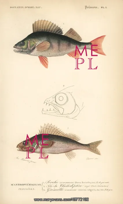 : European perch and ruffe : European perch and ruffe