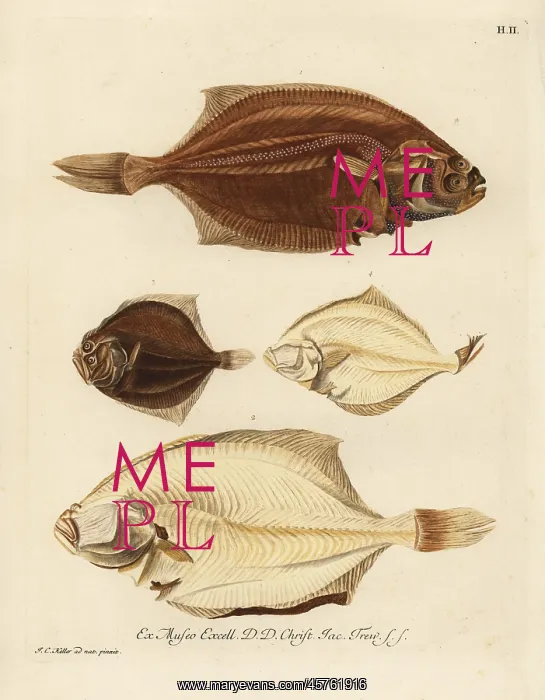 : European plaice, Pleuronectes platessa and : European plaice, Pleuronectes platessa and