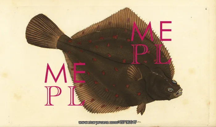 : European plaice, Pleuronectes platessa : European plaice, Pleuronectes platessa