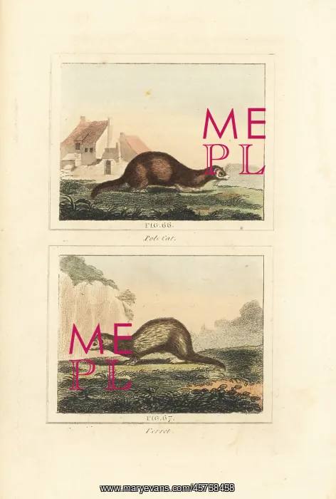 : European polecat and ferret : European polecat and ferret