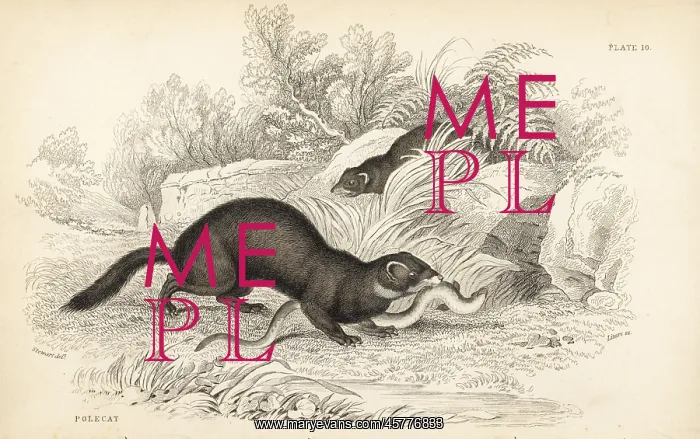 : European polecat, Mustela putorius : European polecat, Mustela putorius