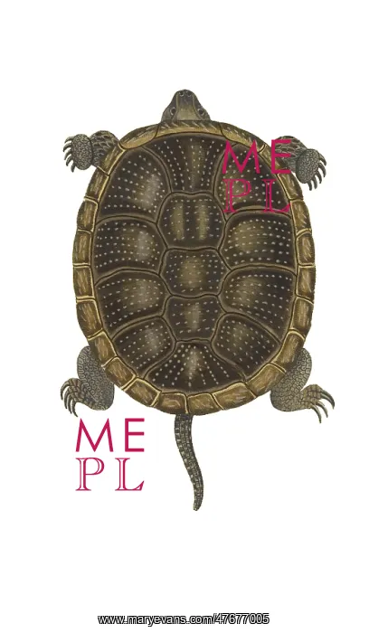 : European Pond Turtle : European Pond Turtle