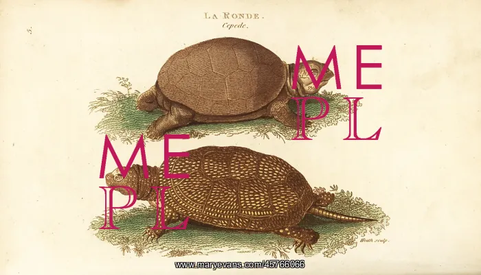 : European pond turtle, Emys orbicularis : European pond turtle, Emys orbicularis