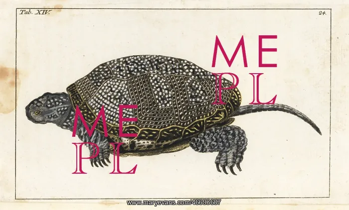 : European pond turtle, Emys orbicularis : European pond turtle, Emys orbicularis