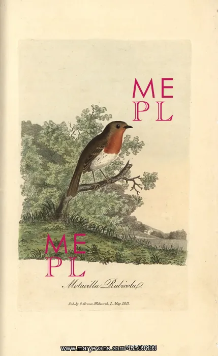 : European robin redbreast, Erithacus rubecola : European robin redbreast, Erithacus rubecola