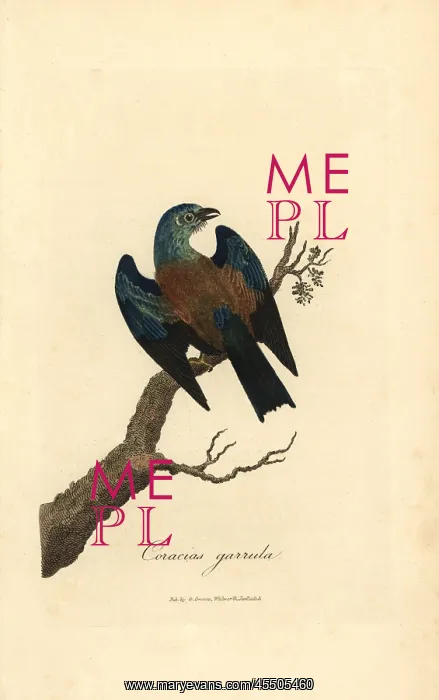 : European roller, Coracias garrulus : European roller, Coracias garrulus