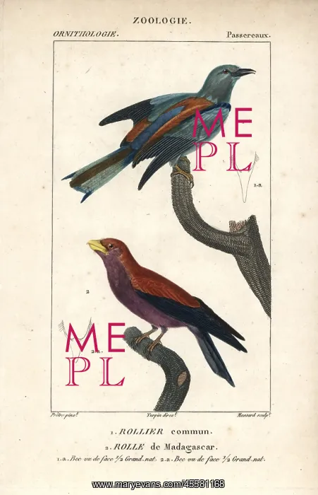 : European roller, Coracias garrulus, and broad-billed : European roller, Coracias garrulus, and broad-billed