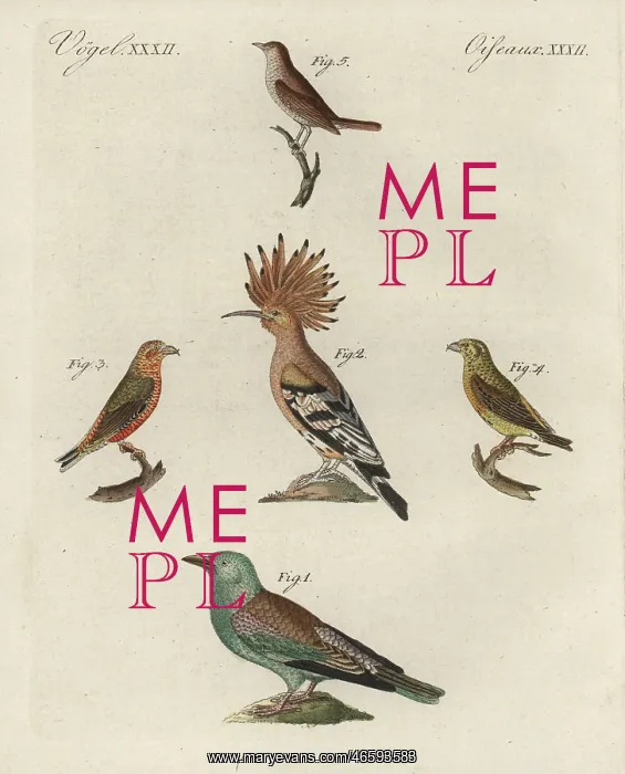 : European roller, hoopoe, red crossbill, and : European roller, hoopoe, red crossbill, and