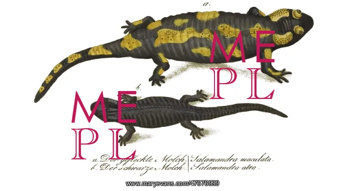 : European Salamanders : European Salamanders