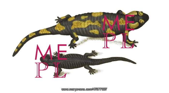 : European Salamanders : European Salamanders