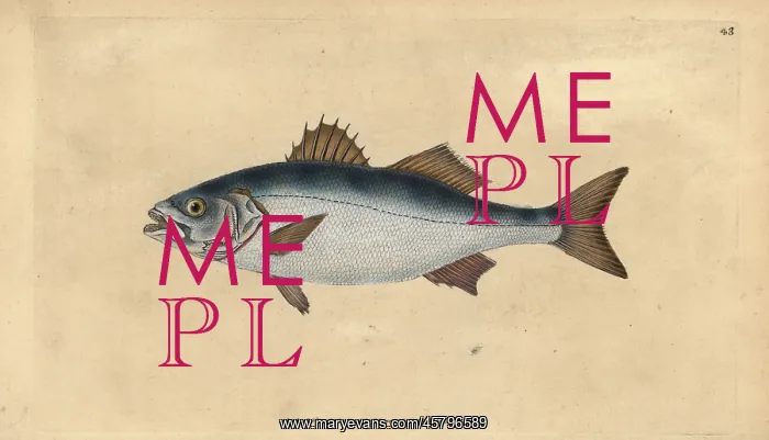 : European seabass, Dicentrarchus labrax : European seabass, Dicentrarchus labrax