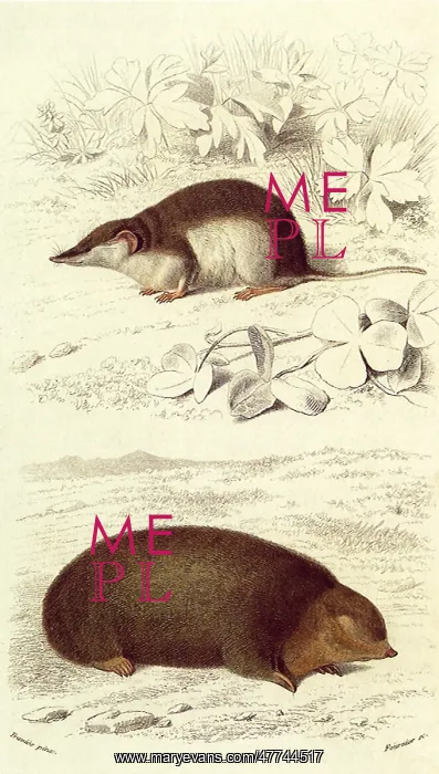  : A European Shrew and a Mole