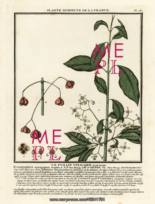 : European spindle, Euonymus europaeus : European spindle, Euonymus europaeus