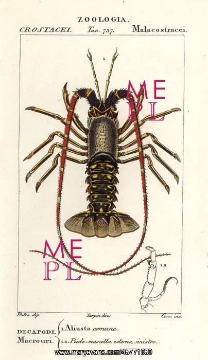 : European spiny lobster, Palinurus elephas : European spiny lobster, Palinurus elephas
