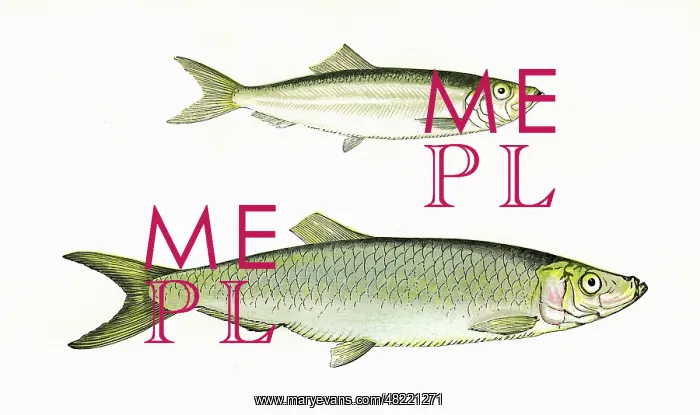 : European Sprat and Whitebait : European Sprat and Whitebait