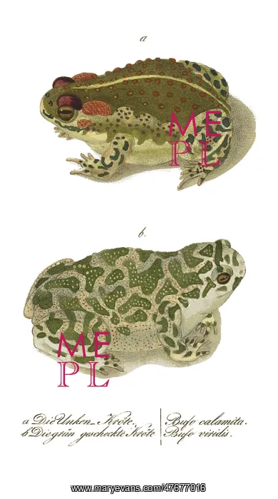 : European Toads : European Toads