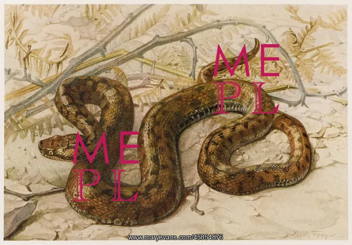  : EUROPEAN VIPER