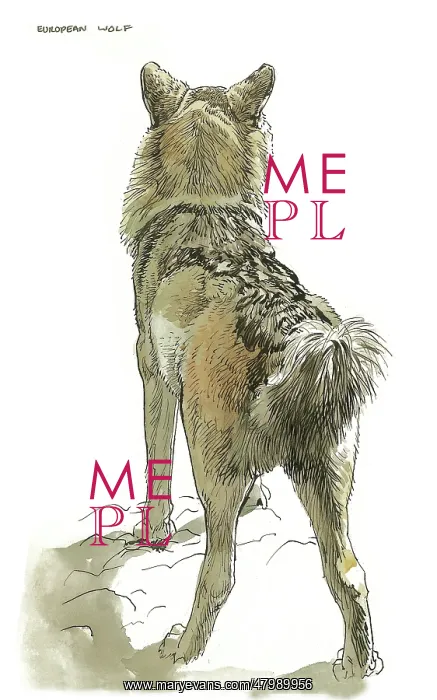  : European Wolf
