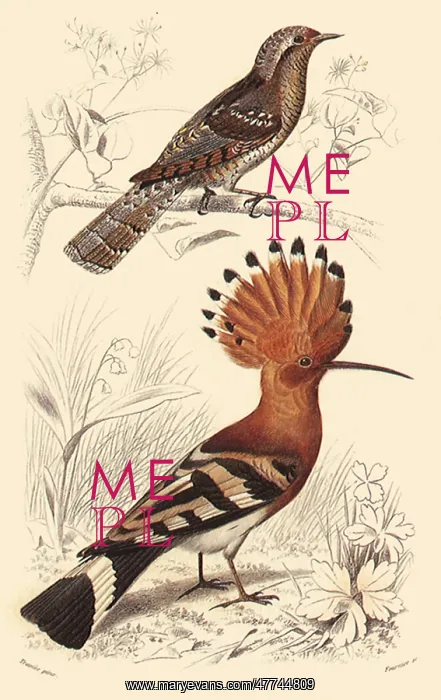  : A European Wryneck and a Hoopee