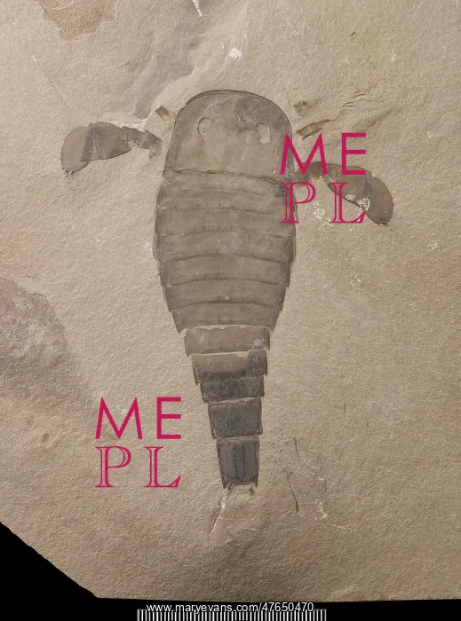 : Eurypterus, a fossil eurypterid : Eurypterus, a fossil eurypterid