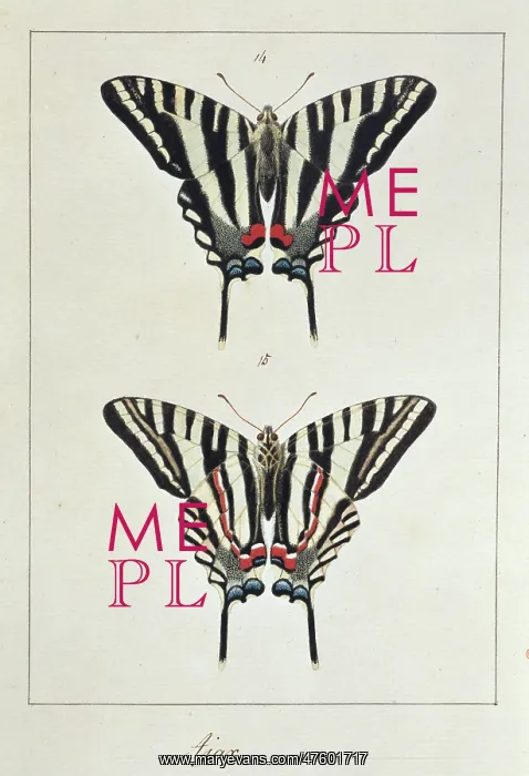 : Eurytides marcellus (Ajax), swallow tailed butterfly : Eurytides marcellus (Ajax), swallow tailed butterfly