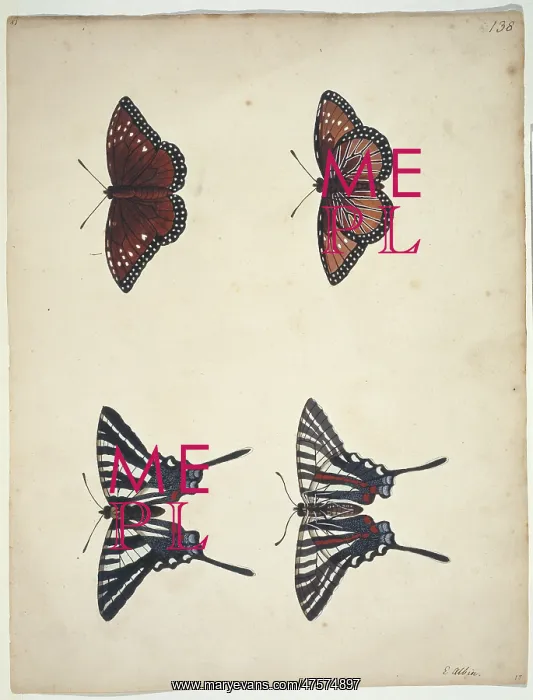 : Eurytides marcellus, zebra swallowtail (bottom) : Eurytides marcellus, zebra swallowtail (bottom)