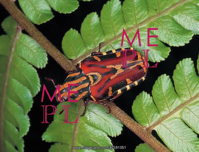 : Euselates sp. rose chafer beetle : Euselates sp. rose chafer beetle