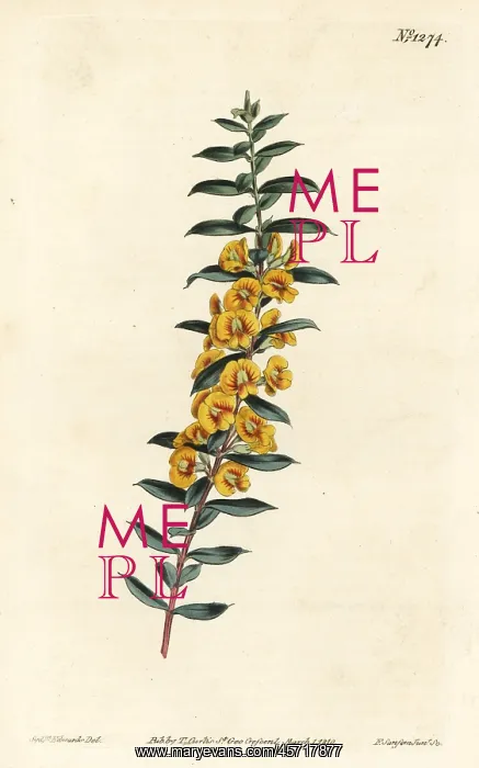 : Eutaxia myrtifolia : Eutaxia myrtifolia