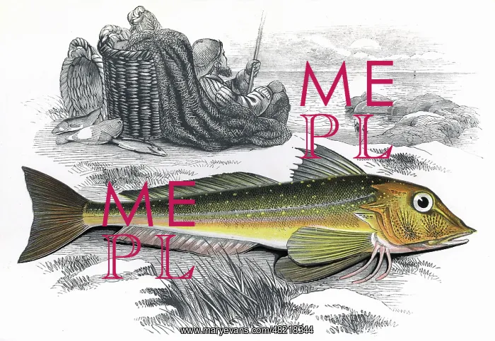 : Eutrigla gurnardus, or Grey Gurnard : Eutrigla gurnardus, or Grey Gurnard