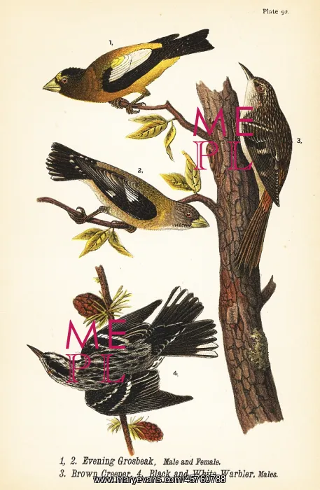 : Evening grosbeak, brown creeper and black and white warbler : Evening grosbeak, brown creeper and black and white warbler
