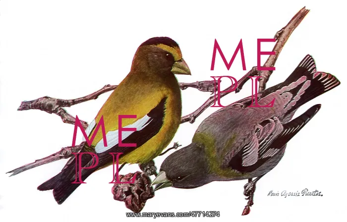  : Evening Grossbeaks