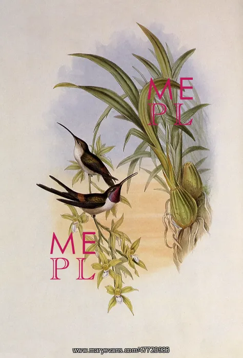 : Evening Hummingbird, Rhodopis Vespera : Evening Hummingbird, Rhodopis Vespera