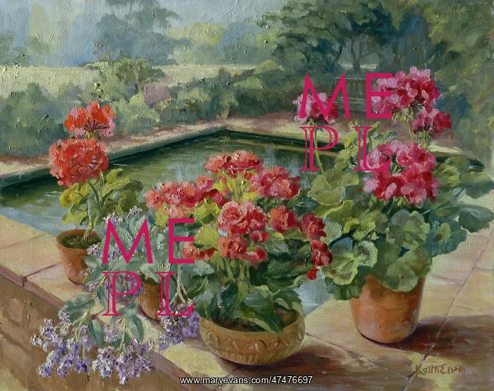 : Evening Pool ? pool with pots of geraniums : Evening Pool ? pool with pots of geraniums