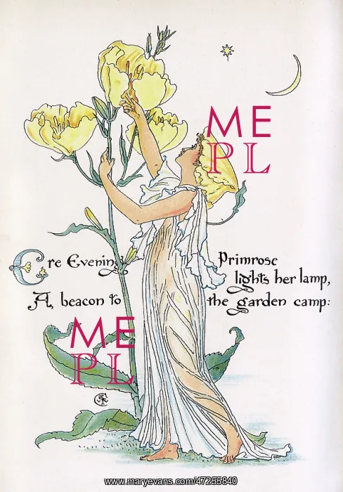 : Evening Primrose : Evening Primrose
