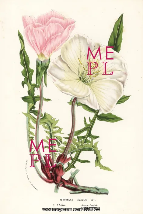 : Evening primrose, Oenothera acaulis : Evening primrose, Oenothera acaulis