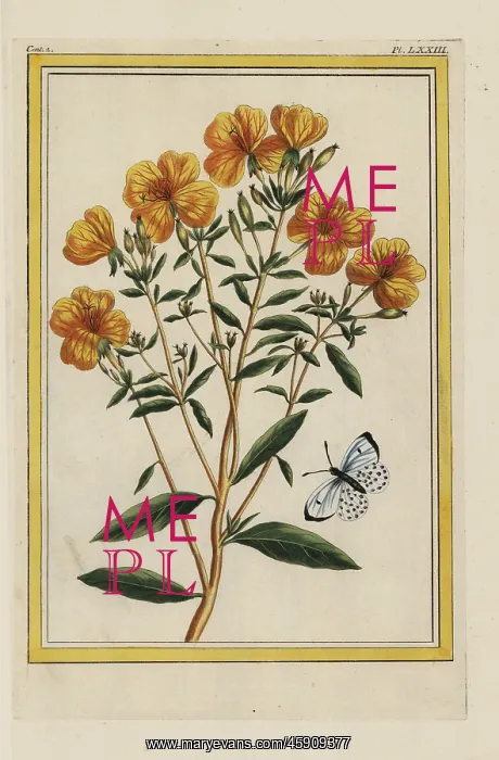 : Evening primrose, Oenothera biennis : Evening primrose, Oenothera biennis