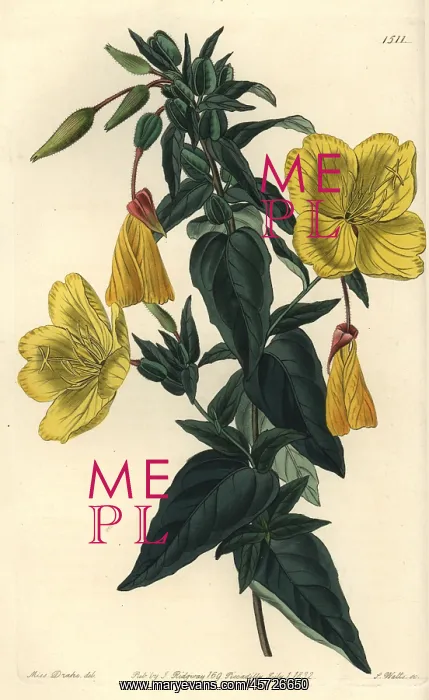 : Evening primrose, Oenothera fruticosa subsp. glauca : Evening primrose, Oenothera fruticosa subsp. glauca