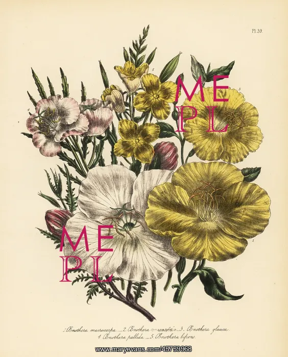 : Evening primrose or Oenothera species : Evening primrose or Oenothera species