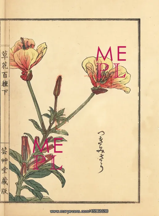 : Evening primrose, Oenothera tetraptera : Evening primrose, Oenothera tetraptera